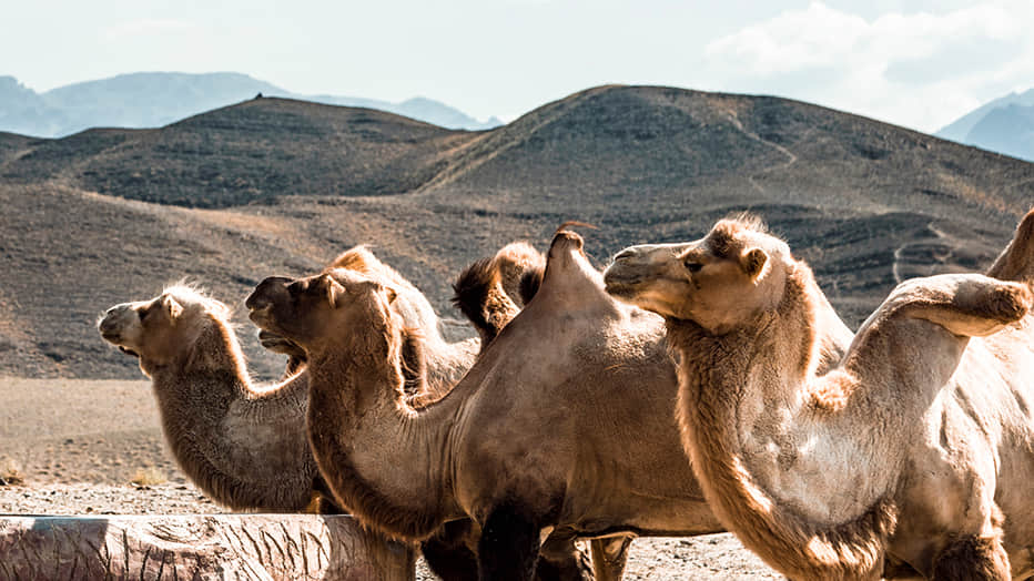 茫茫荒野之中，没有人、没有树木、没有水…正当哥俩感觉无聊时，路边突现一群野骆驼。它们是唯一能忍受这极端环境的动物。